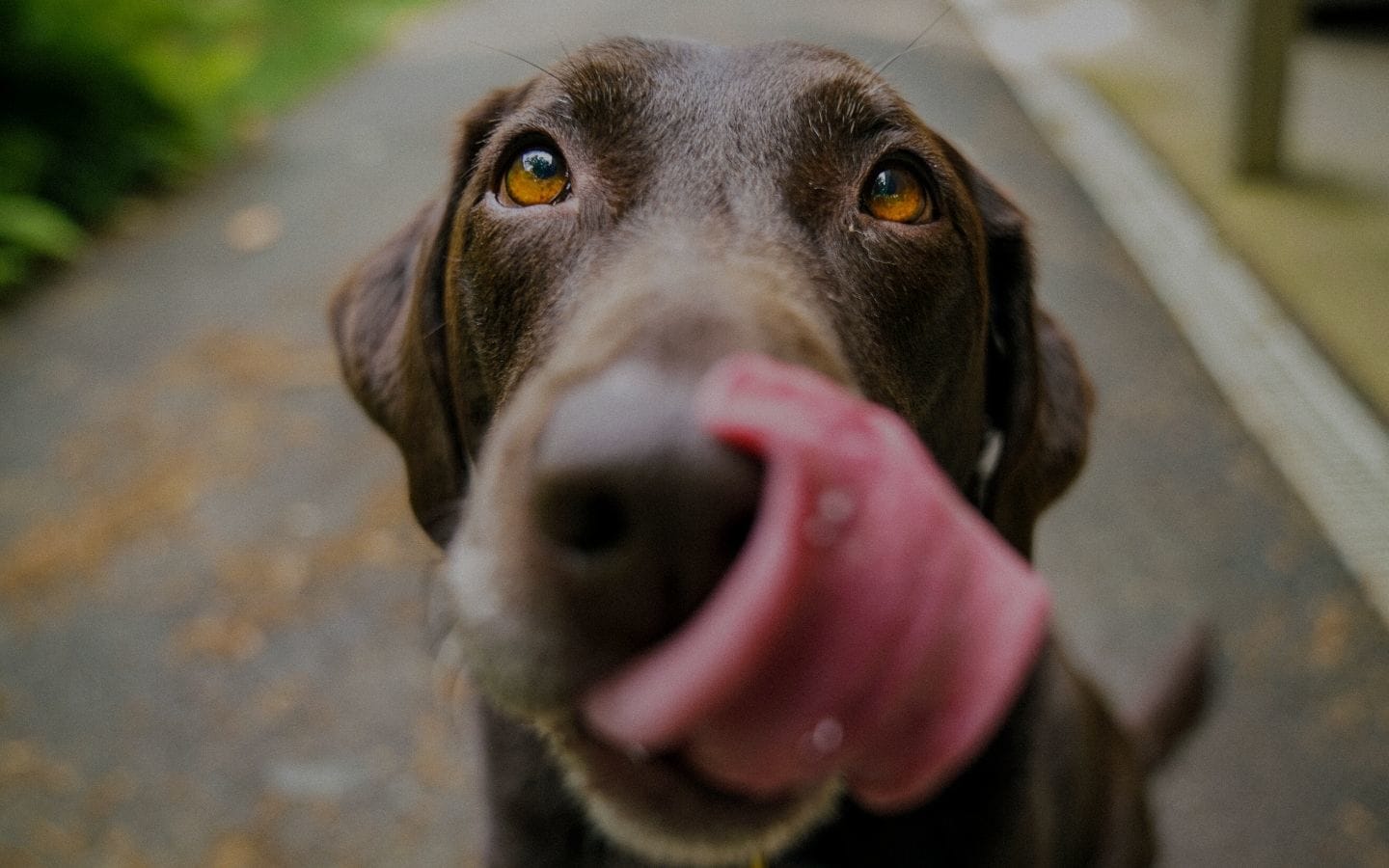 Why do you want Pet Insurance?