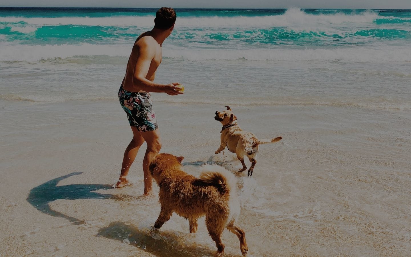 Let’s talk about Pet Insurance